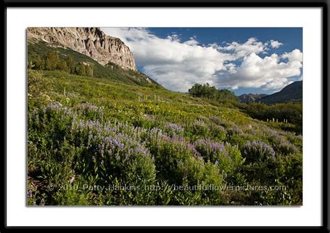 Colorado Wildflowers My August 2011 Photo Of The Month Beautiful