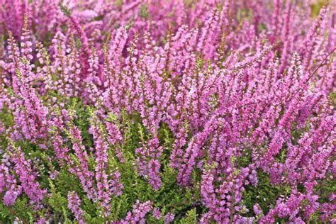 The Beautiful Heather Flower Floraqueen En