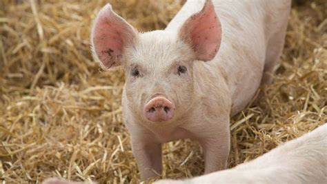 New Pig Welfare Code What Producers Need To Know Farmers Weekly