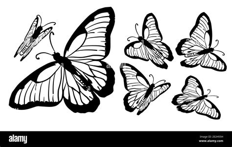 Set Of Monochrome Graceful Butterflies Vector Illustration Stock