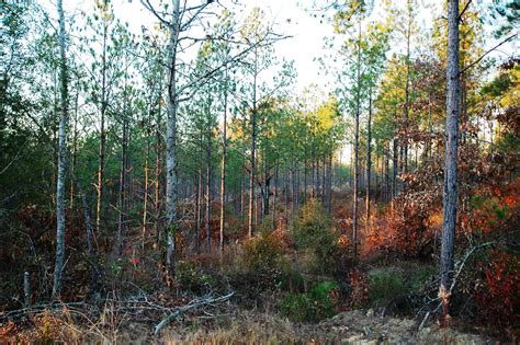 Timberland Real Estate Investment Grade Hunting And Recreation Properties Fl