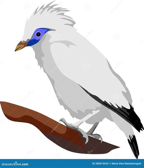Mynah Cartoons Illustrations And Vector Stock Images 49 Pictures To