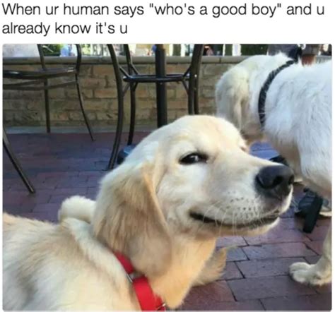 Just try not to smile when you're scrolling through these 50 funny dog memes—we dare you! 30 Funny Dog Memes to Make You Howl With Laughter - Cute ...