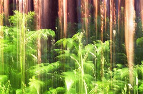 Double Exposure Summer Forest With Green Leaves And Grass Stock Photo