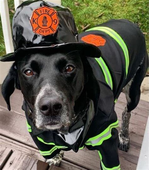 70 Firefighter Dog Names The Dogman Dog Names Dogs Firefighter