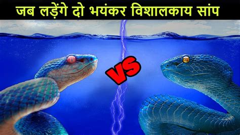 king cobra vs black mamba जब भिड़ेंगे दुनिया के दो सबसे जहरीले सांप youtube