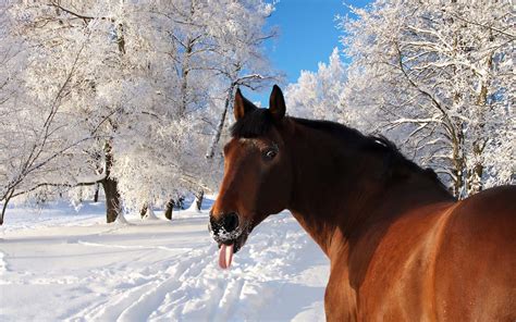 49 Horse Winter Scenes Wallpaper Wallpapersafari