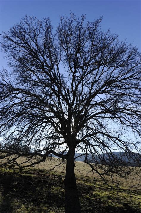Lone Oak Tree Royalty Free Stock Images Image 10565649