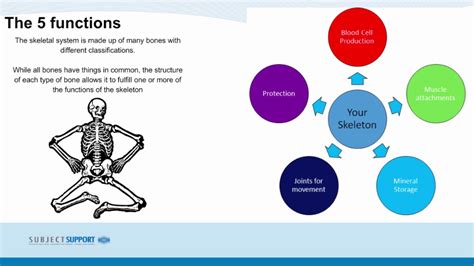 What Are The Main Functions Of The Skeletal System Slide Share