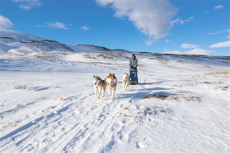 Dog Sledding In Northern Iceland 🇮🇸 Dog Sledding Adventure Tours