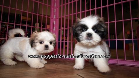 Puppies For Sale Local Breeders Gorgeous Shih Tzu Puppies For Sale