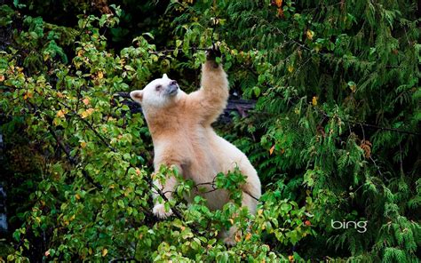 Kermode Bear Hd Wallpapers And Backgrounds