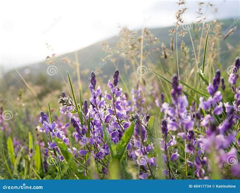 Mountain Flowers Stock Photo Image Of Macro Slope Petal 40417734