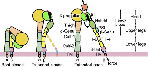 Atypical Interactions Of Integrin V With Pro Tgf Pnas