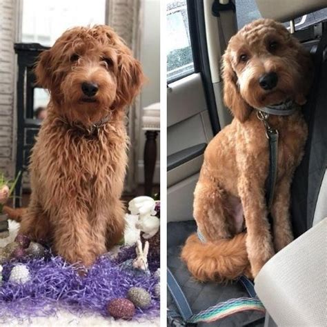 Short Goldendoodle Haircut Ideas 30 Before And After Photos