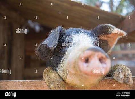 Pig Snout High Resolution Stock Photography And Images Alamy