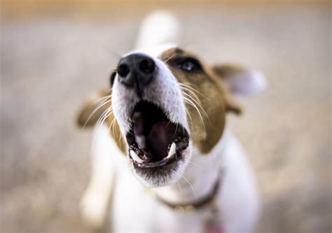 Common Dog Behavior Problems And Solutions