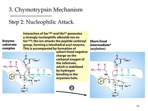 Ppt Factors That Affect Protein Activity And Protein Mechanism