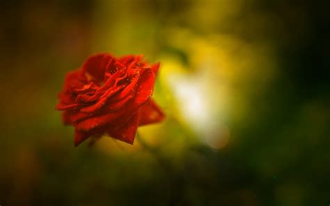 This is an application for rose lovers. Beautiful Rose 4K Wallpapers | HD Wallpapers | ID #18482