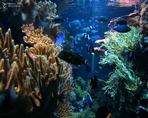 Aquarium Wallpaper Moving Windows 10 Wallpapersafari