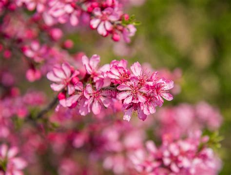 Blooming Tree With Pink Flowers In Spring Stock Photo Image Of