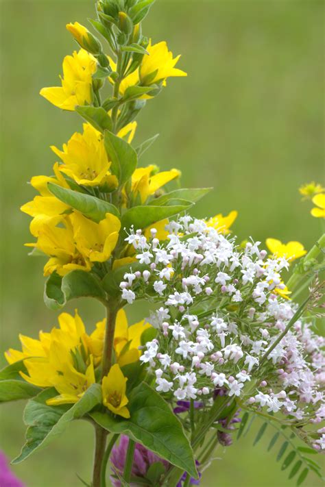 Free Images Nature Blossom White Meadow Bloom Summer Herb