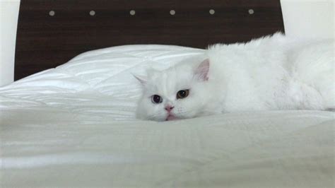 Cute White Cat Youtube