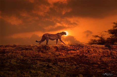 Cheetah At Sunset Kenya Photography By ©kulmiye Chan