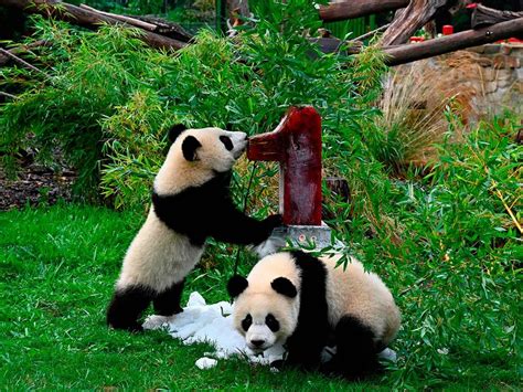 Photos Berlin Zoos Twin Panda Cubs Celebrate 1st Birthday News
