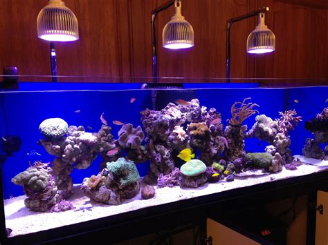 Led Aquarium Lighting Blog Orphek Impressive Monti Growth With