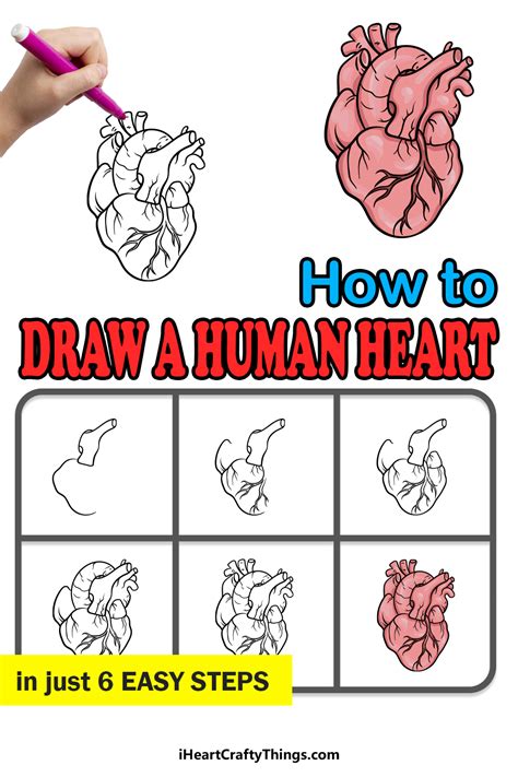 Human Heart Drawing Simple Step By Step 10 Realistic Heart Drawings