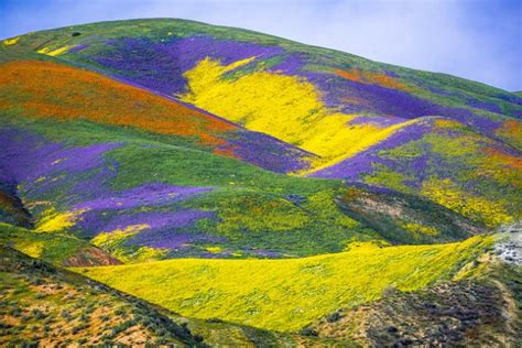 Here Are Some Breathtaking Photos Of Californias Super Bloom
