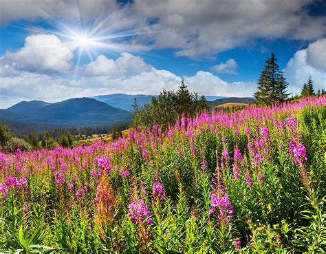 Fonds Decran Photographie De Paysage Champ Ciel Été Nature Télécharger