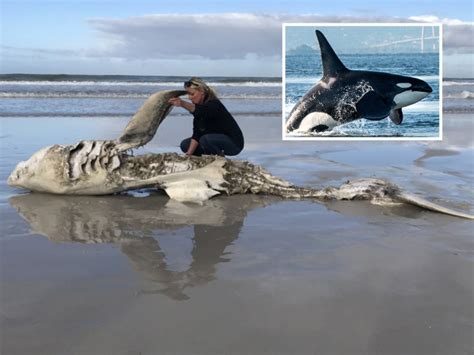 Orca Pair Rip Open Great White Sharks to Feast on Their Livers and Hearts
