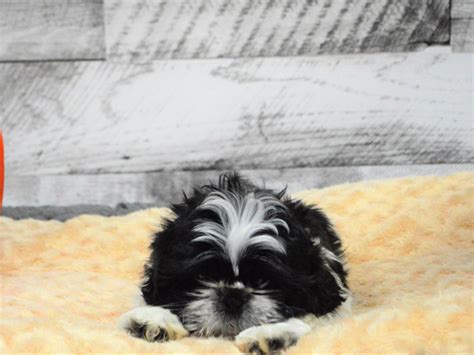Shih Tzu Dog Male Black And White 2878548 Petland Dunwoody Puppies For Sale