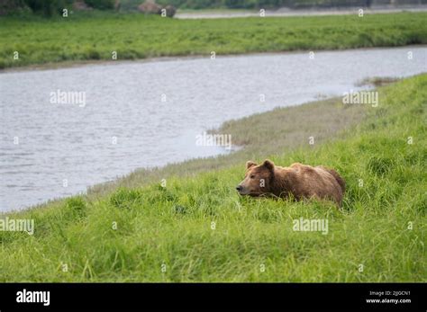 An Alaskan Brown Bear Along Mikfik Creek In Mcneil River Game Sanctuary