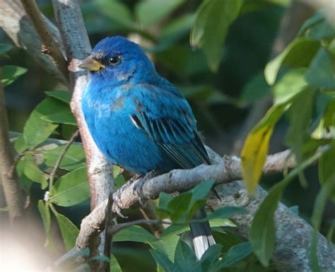 Ebird Checklist Mar Home Palmetto Rd Ave West Species Other Taxa