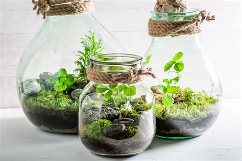 Definitely, you either already have a christmas cactus or. DIY: Forests In a Jar on We Heart It