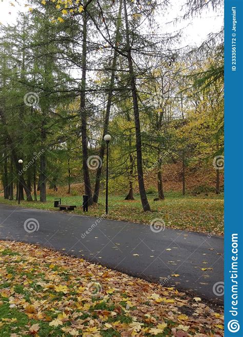 Autumn Landscape In Kadriorg Park Asphalt Footpath Or Walkway Golden