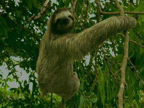 Intriguing Facts About The Three Toed Sloth
