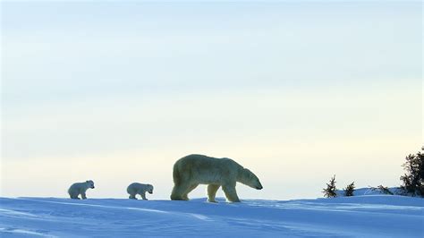 The Arctic Is Nothing Without The Polar Bear Legendary Bear Tracker