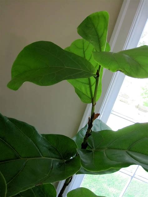 If the iconic houseplant is on your homeowner wish list, you're not alone. Simple Details: help for my fiddle leaf fig...