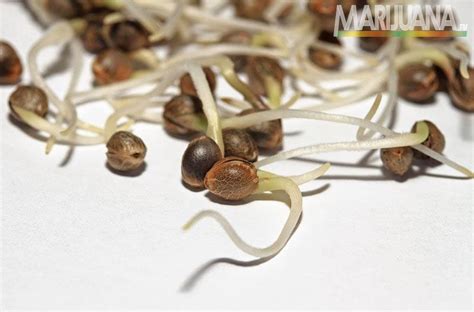 Spores are the remaining of a plant after it dies, or they may be the parts of a plant. How to germinate weed seeds - Guide