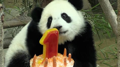 A Panda Cub Celebrated Its One Year Old Birthday In Malaysia Cgtn