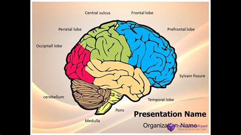 Neurology Human Brain Powerpoint Presentation Template