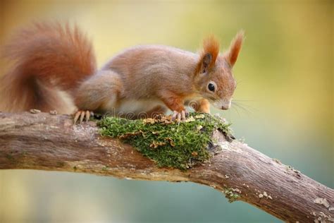 Adorable Squirrel Stock Photo Image Of Classic Mossy 65434650