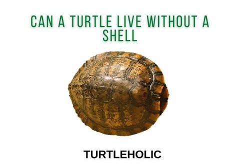 Can A Turtle Live Without A Shell The Truth Turtleholic