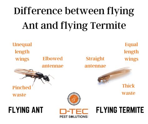 Flying Termites D Tec Pest Solutions Termites With Wings