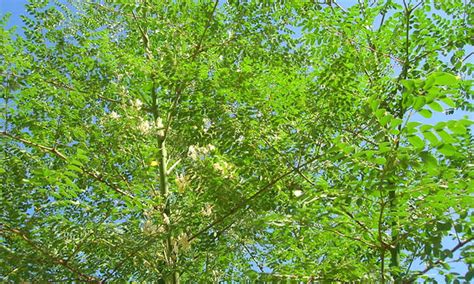We did not find results for: Growing Moringa: The Majestic Drumstick Tree | Epic Gardening