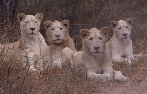Rare White Lions In South Africa